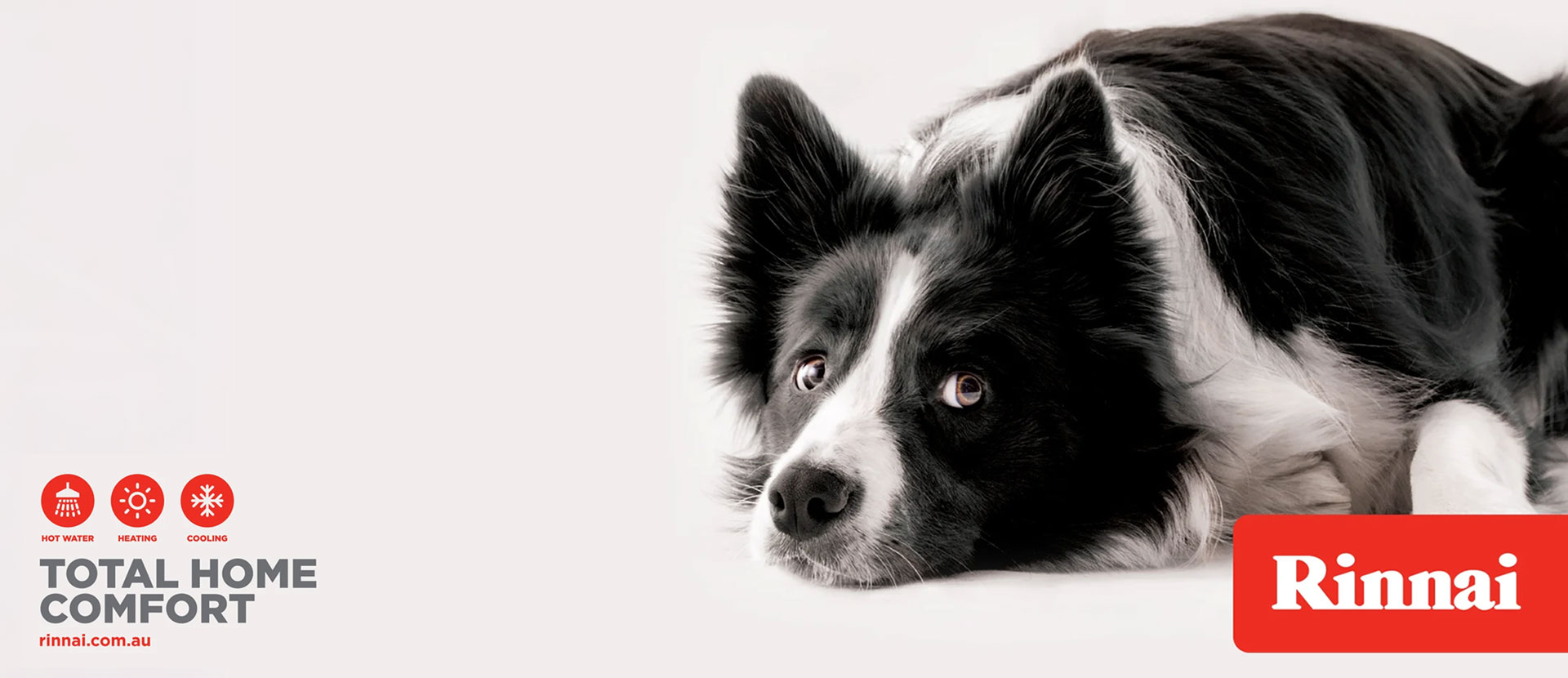 NEWS-Rinnai-Rinn-dog3-160520-IMA